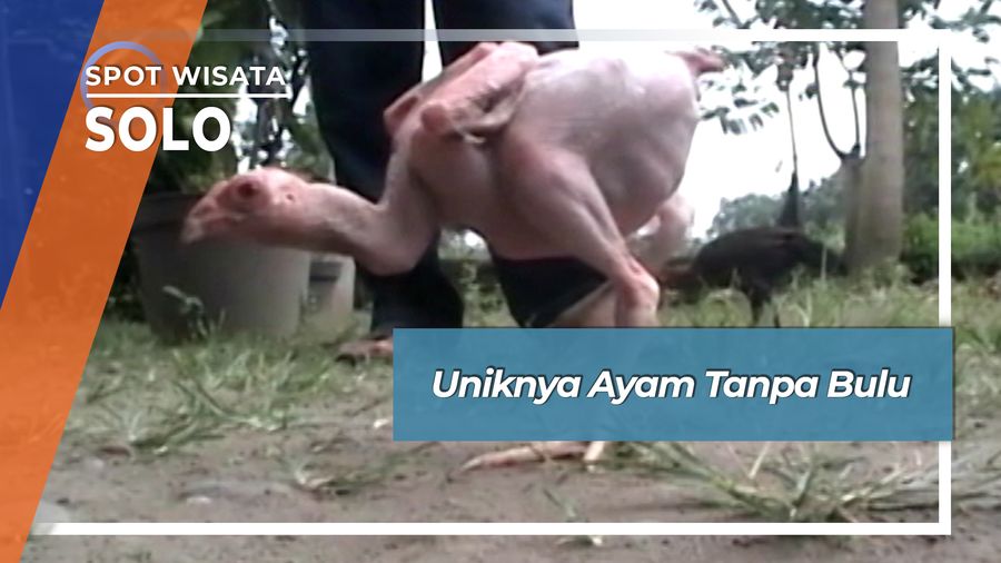 Uniknya Ayam Tanpa Bulu, Solo