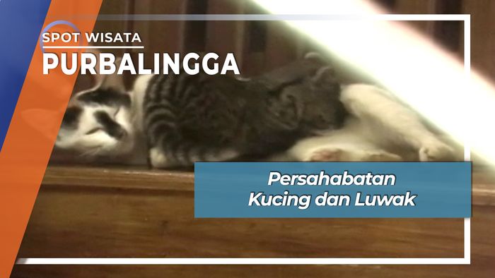 Persahabatan Kucing dan Luwak, Purbalingga