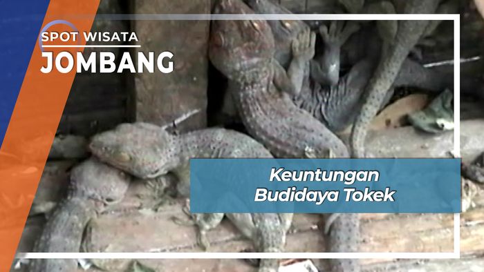 Keuntungan Budidaya Tokek, Jombang