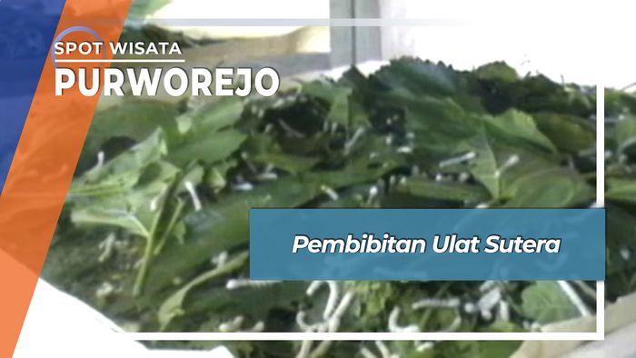 Pembibitan Ulat Sutera, Purworejo