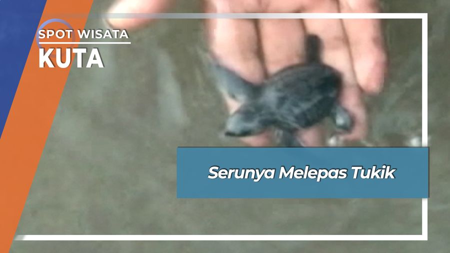 Seru Melepas Tukik ke Laut di Kuta Bali