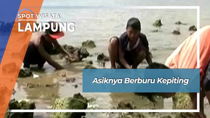 Asik Seru Berburu Kepiting Pantai Kampung Gudang Agen Teluk Betung