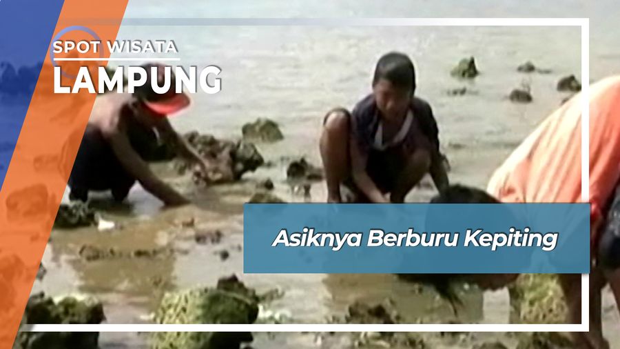 Asik Seru Berburu Kepiting Pantai Kampung Gudang Agen Teluk Betung