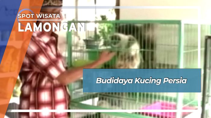 Budidaya Kucing Persia asal Iran di Lamongan