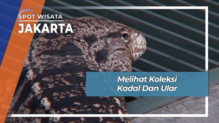 Koleksi Kadal Dan Ular Jakarta