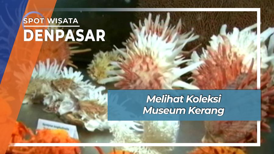 Koleksi Museum Kerang Kuta Bali