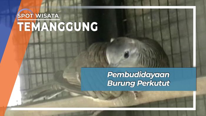 Pembudidayaan Burung Perkutut, Temanggung