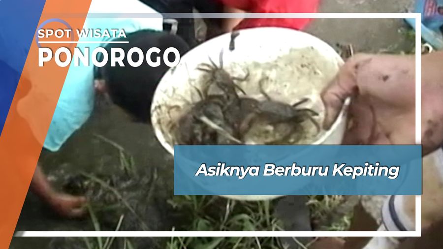 Asiknya Berburu Kepiting, Ponorogo