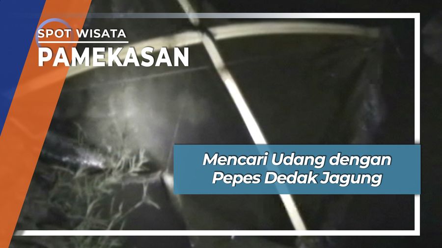 Mencari Udang dengan Pepes Dedak Jagung, Pamekasan
