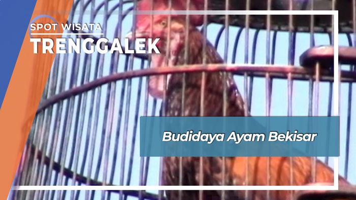 Budidaya Ayam Bekisar, Trenggalek