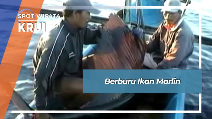 Berburu Ikan Marlin, Krui
