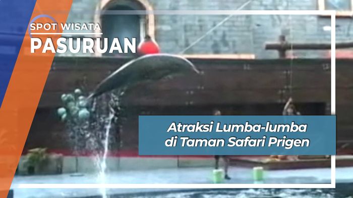 Atraksi Lumba-lumba di Taman Safari Prigen, Pasuruan