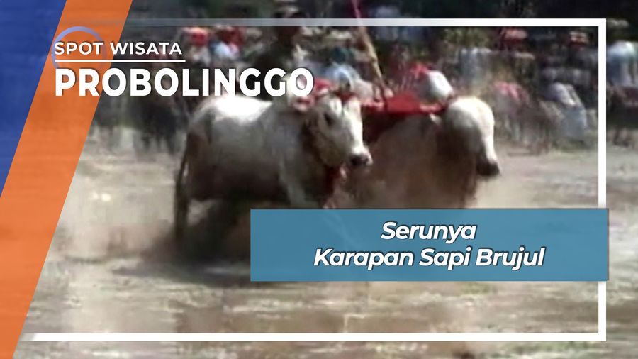 Serunya Karapan Sapi Brujul, Probolinggo