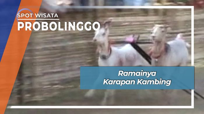 Ramainya Karapan Kambing, Probolinggo