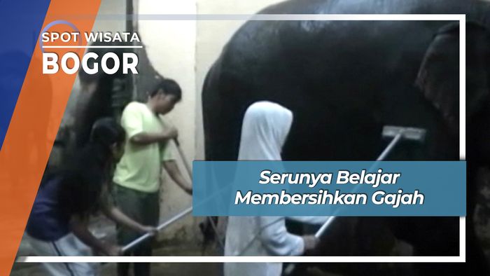 Serunya Belajar Membersihkan Gajah, Bogor