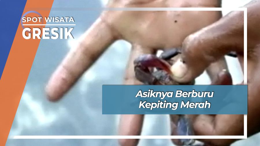Asiknya Berburu Kepiting Merah, Gresik