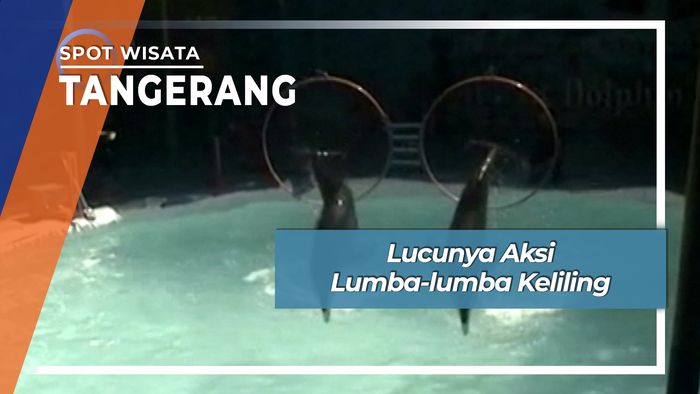 Lucunya Aksi Lumba-lumba Keliling, Tangerang