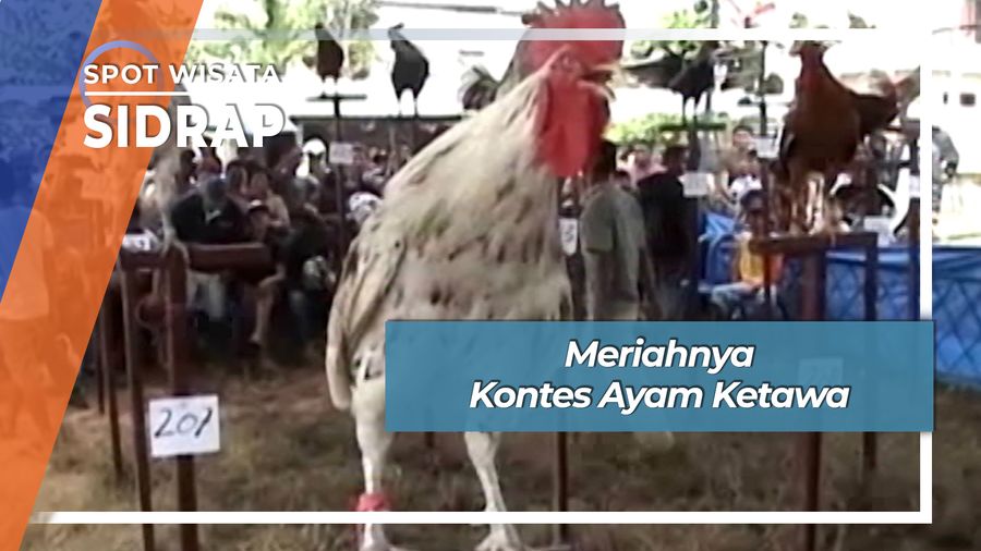 Meriahnya Kontes Ayam Ketawa, Sidrap