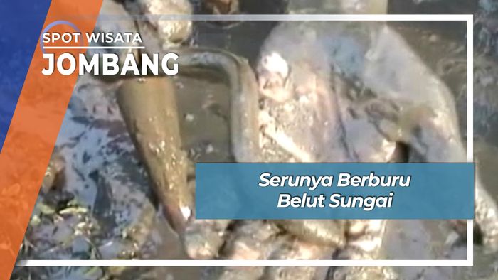 Seru Asik Buru Belut Sawah Gading Mangu Jombang