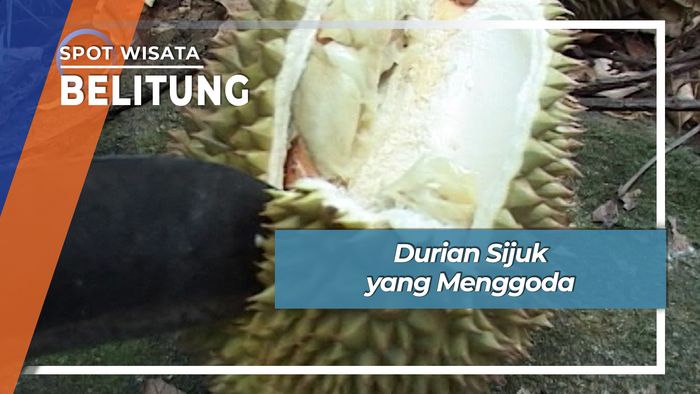 Durian Sijuk Jatuh Dari Pohon Langsung di Belitung