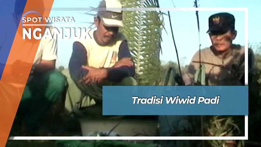 Tradisi Wiwid Padi Desa Jatirejo Rejoso Nganjuk