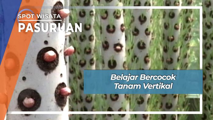 Belajar Bercocok Tanam Vertikal, Pasuruan