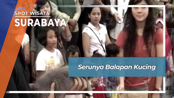 Serunya Balapan Kucing, Surabaya