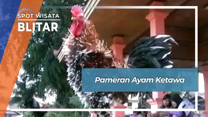 Pameran Ayam Ketawa, Blitar