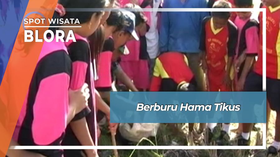 Berburu Hama Tikus, Blora