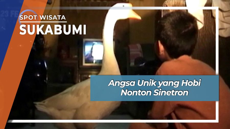 Angsa Unik yang Hobi Nonton Sinetron, Sukabumi