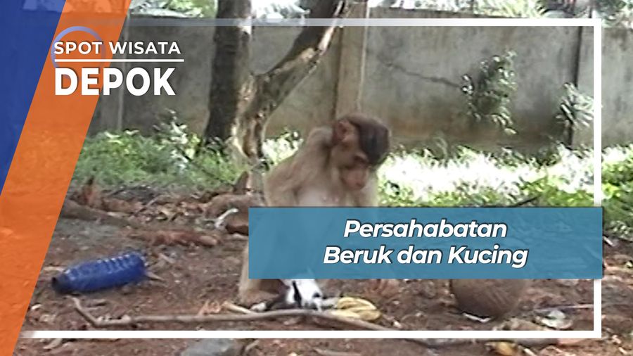 Persahabatan Beruk dan Kucing, Depok