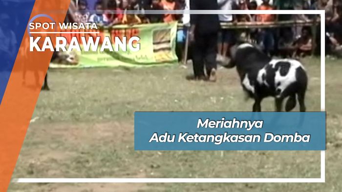 Seru Meriah Laga Adu Ketangkasan Domba Desa Banyu Asih Karawang