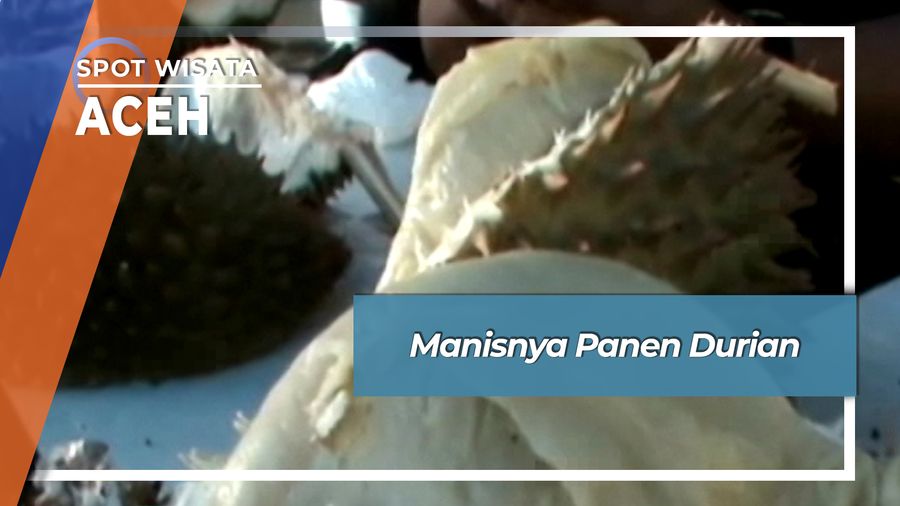 Manis Murah Panen Durian Kecamatan Lhoong Aceh Besar