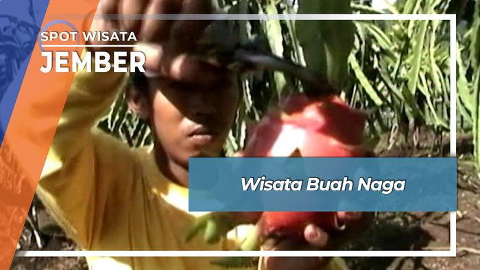 Wisata Buah Naga, Jember