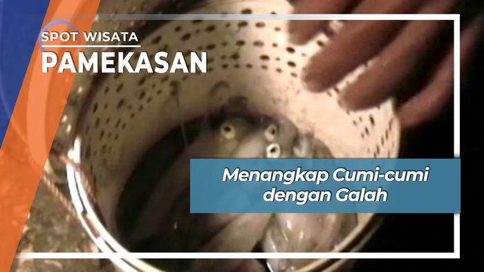 Menangkap Cumi-cumi dengan Galah, Pamekasan