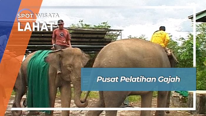 Pusat Pelatihan Gajah, Lahat