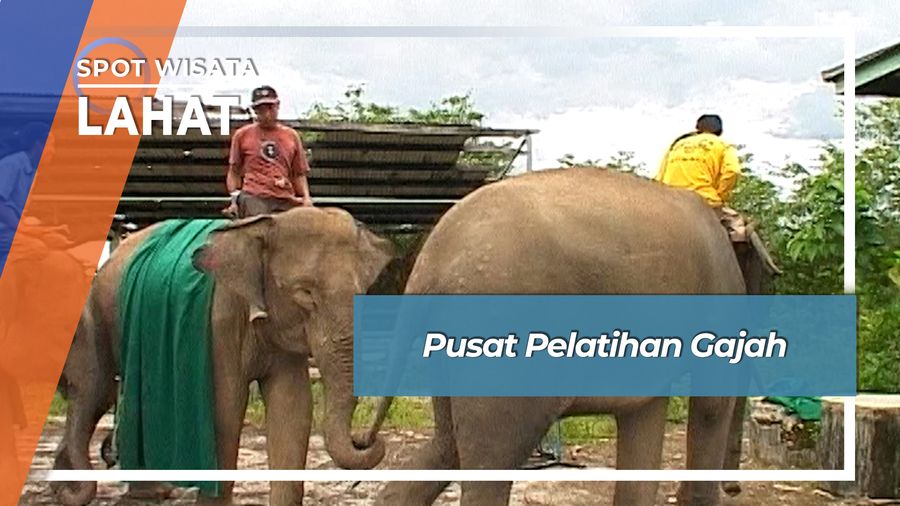 Pusat Pelatihan Gajah, Lahat
