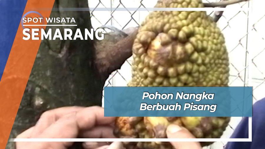 Pohon Nangka Berbuah Pisang, Semarang