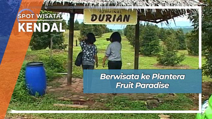 Berwisata ke Plantera Fruit Paradise, Kendal
