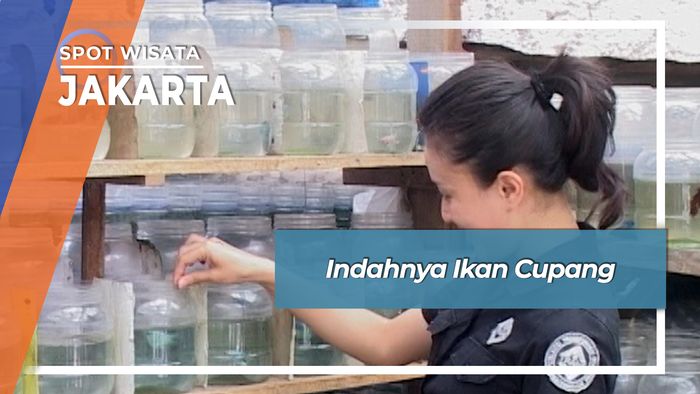 Indahnya Ikan Cupang, Jakarta