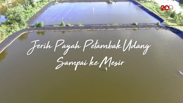 Jerih Payah Petambak Udang Sampai Ke Mesir