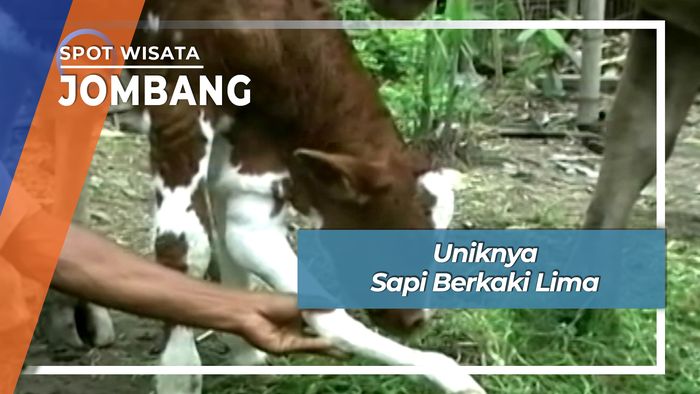 Sapi Berkaki Lima Jombang Jawa Timur 