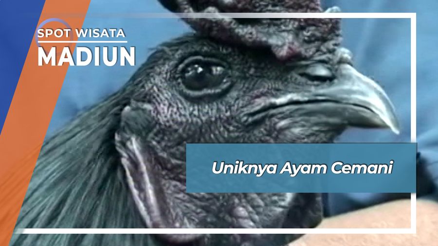 Kekuatan Magis Ayam Cemani Kedunggalar Ngawi