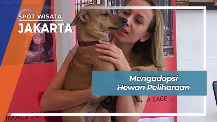 Mengadopsi Hewan Peliharaan Kemang Jakarta