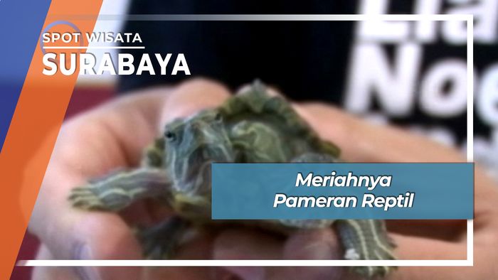 Ramai Menarik Pameran Reptil Surabaya