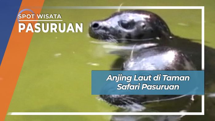 Anjing Laut di Prigen Pasuruan