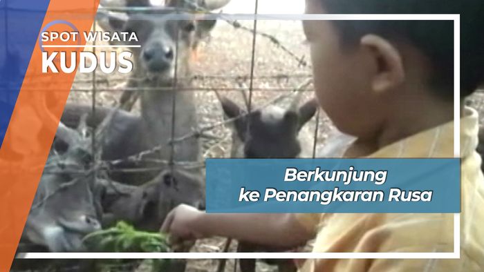 Berkunjung ke Penangkaran Rusa, Kudus