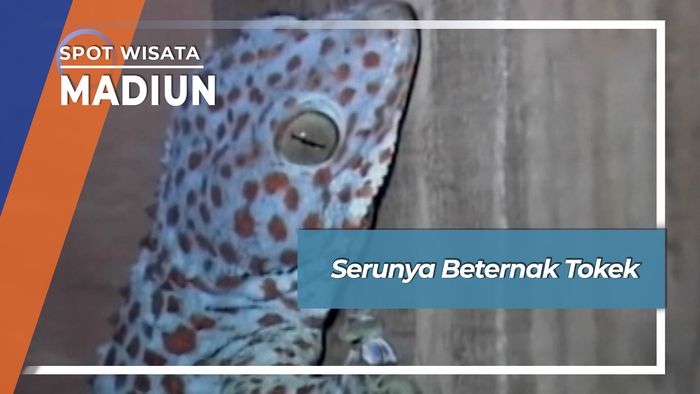 Serunya Berternak Tokek, Madiun