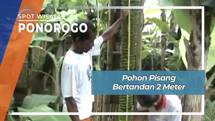 Pohon Pisang Bertranden 2 Meter, Ponorogo
