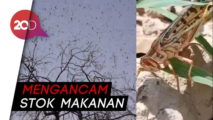 Belalang Gurun Serbu India, Serangan Terburuk dalam 30 Tahun